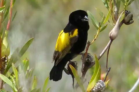 Yellow Bishop