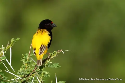 Fire-fronted Bishop