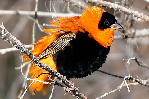 Northern Red Bishop