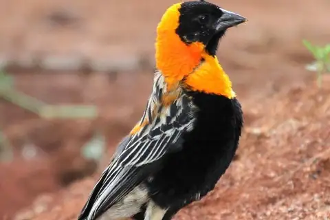 Black Bishop