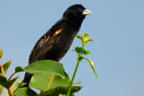 Marsh Widowbird