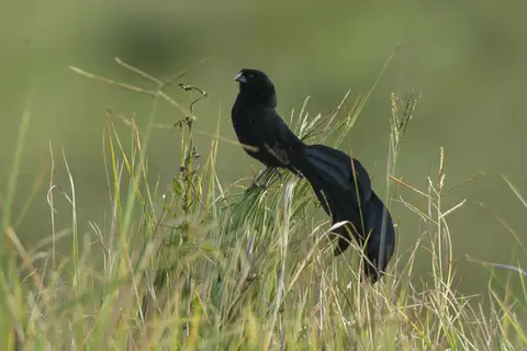 Jackson's Widowbird
