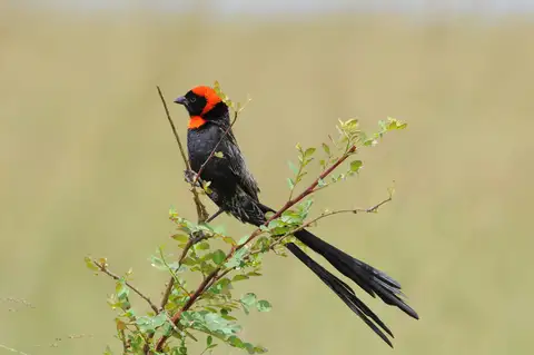 Red-cowled Widowbird