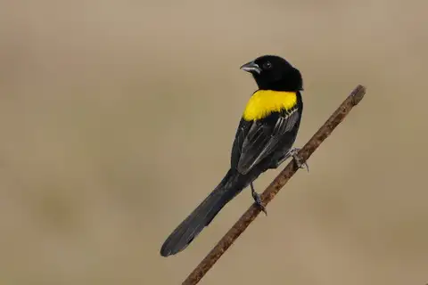 Yellow-mantled Widowbird