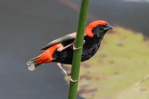 Zanzibar Red Bishop