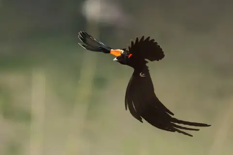 Long-tailed Widowbird