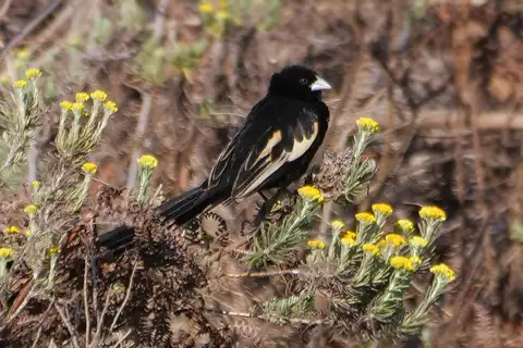 Montane Widowbird