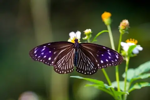 Striped Blue Crow