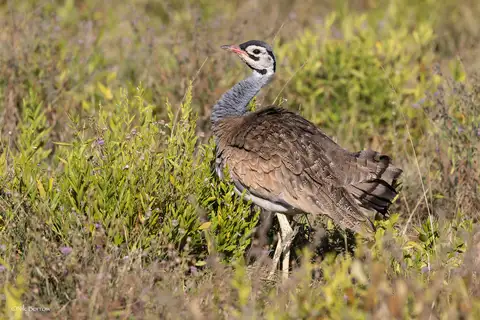 White-bellied Bustard