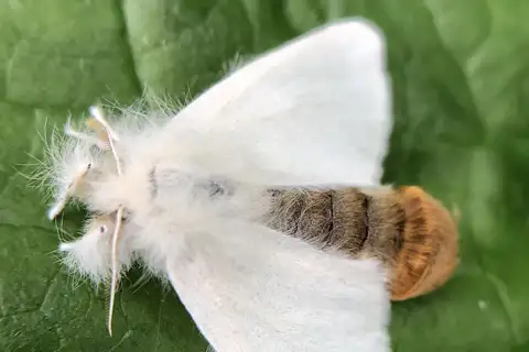 Brown-tail Moth