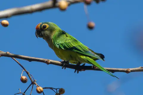 Peach-fronted Parakeet