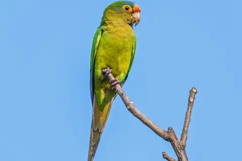 Orange-fronted Parakeet