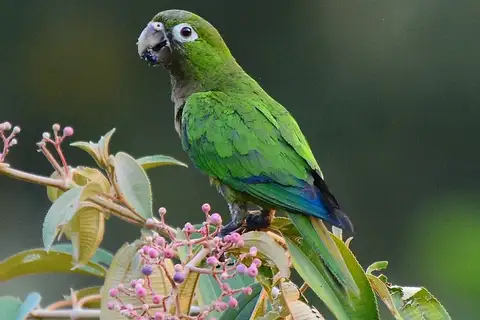 Olive-throated Parakeet