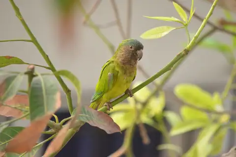Brown-throated Parakeet