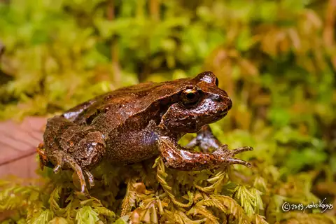 Chiloe Island Ground Frog