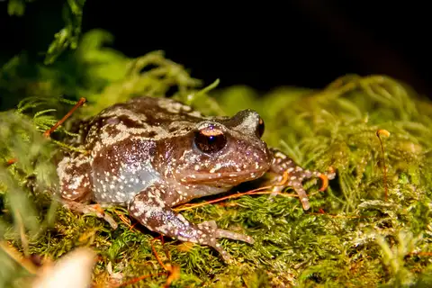 Rosy Ground Frog