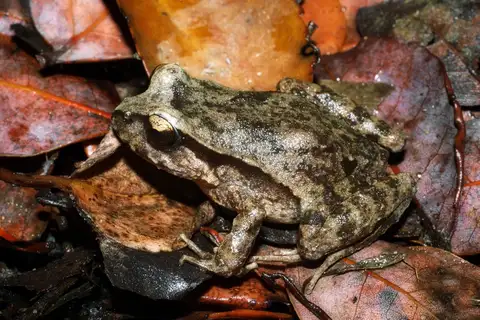 Eupsophus septentrionalis