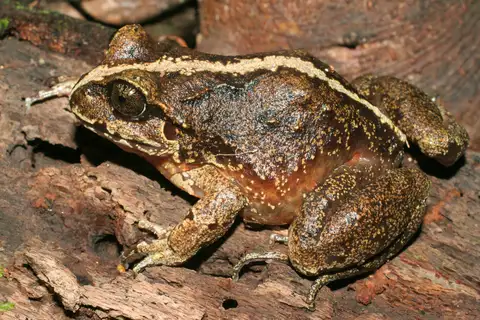 Valdivia Ground Frog