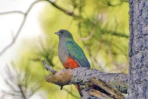 Eared Quetzal