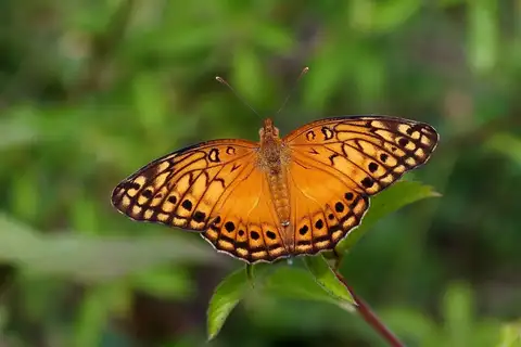 Mexican Fritillary