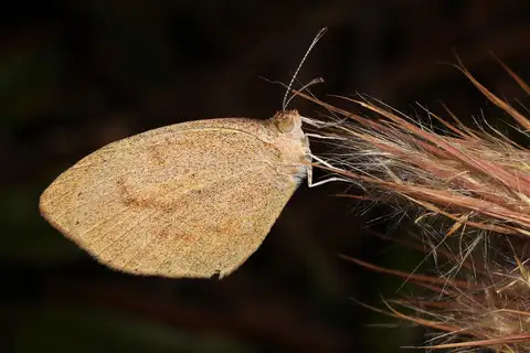 Barred Yellow