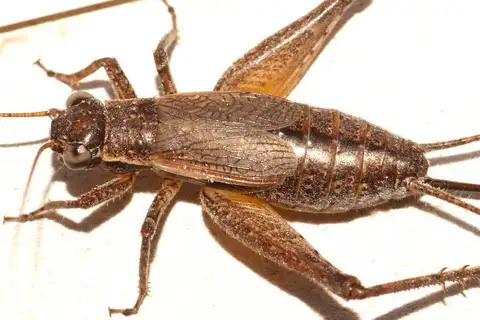 Mottled Bush Cricket