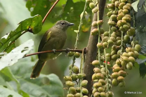 Ansorge's Greenbul
