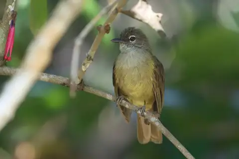 Little Grey Greenbul