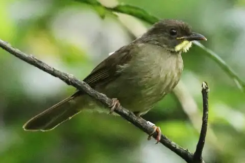 Yellow-whiskered Greenbul