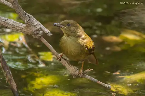 Little Greenbul