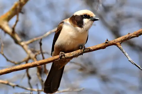 Southern White-crowned Shrike