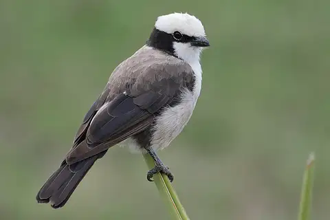 Northern White-crowned Shrike