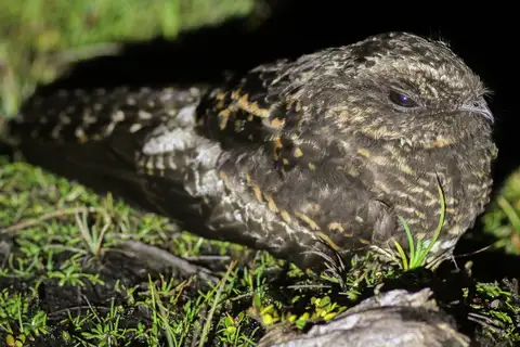 Archbold's Nightjar
