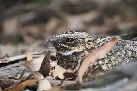 Spotted Nightjar