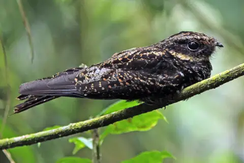 Satanic Nightjar