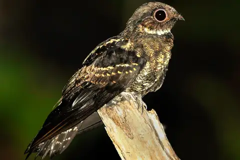 Papuan Nightjar