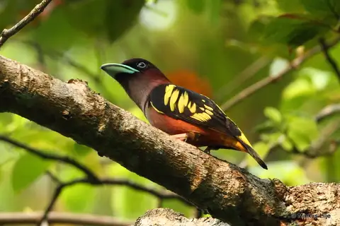 Banded Broadbill