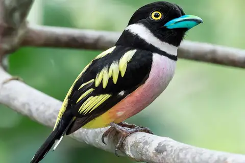 Black-and-yellow Broadbill