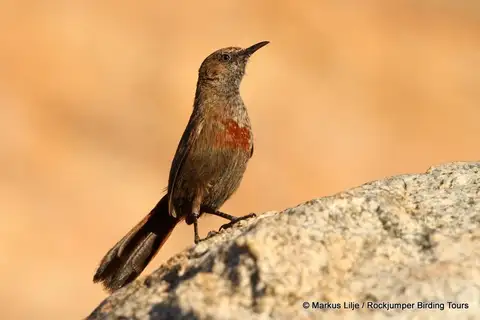 Cinnamon-breasted Warbler