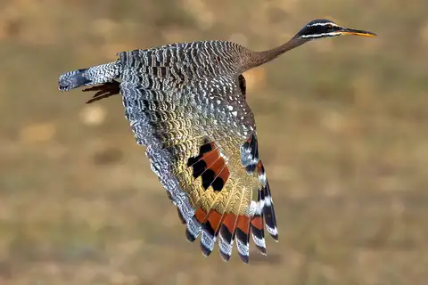 Sunbittern