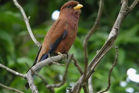 Broad-billed Roller