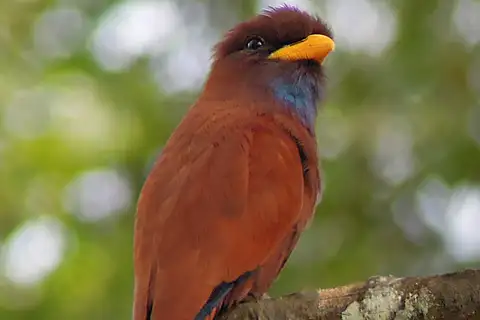 Blue-throated Roller