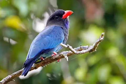 Oriental Dollarbird