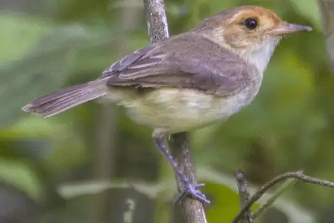 Fulvous-faced Scrub Tyrant