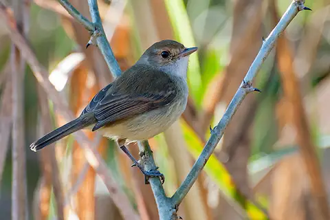 Fulvous-crowned Scrub Tyrant