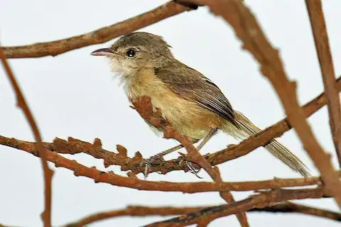 Rufous-sided Scrub Tyrant
