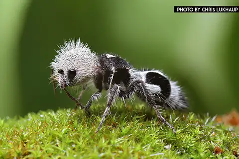 Panda Ant