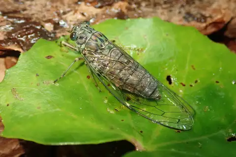 Euterpnosia chibensis