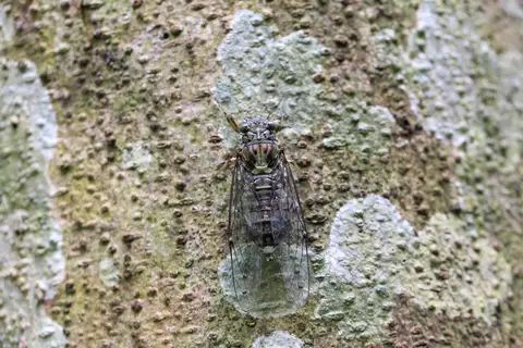 Euterpnosia chilanensis