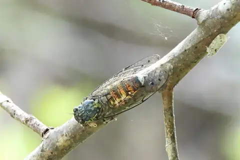Euterpnosia varicolor